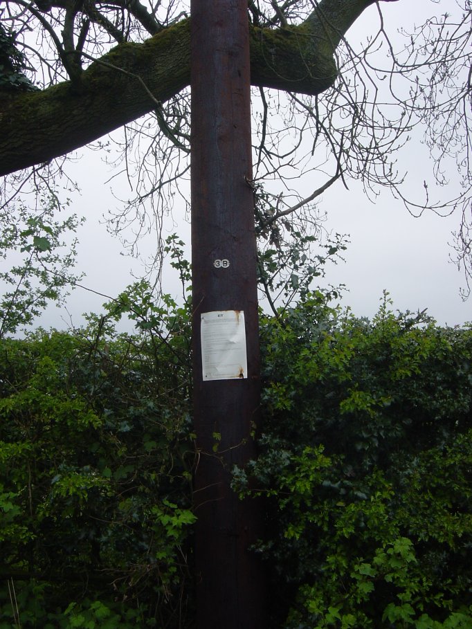 One for Dick-A BT Stout pole